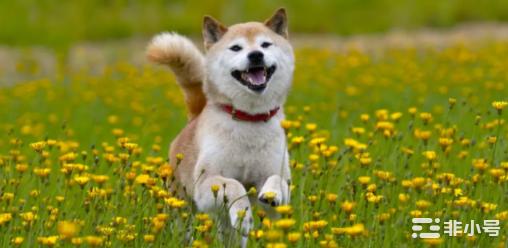 狗狗币(DOGE)在过去爆炸105%–什么可以阻止这种动物?