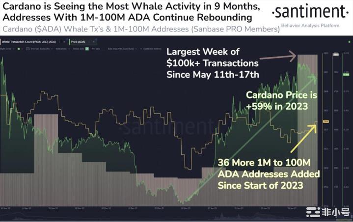 卡尔达诺(ADA)鲸鱼活动创下9个月新高要反弹40%