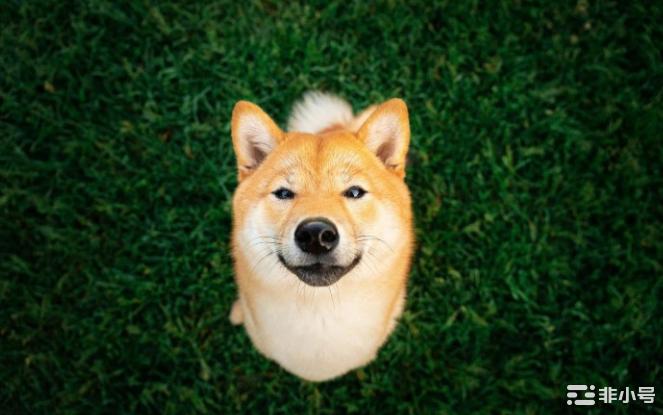 错过了柴犬?3种不可阻挡的加密货币值得关注!