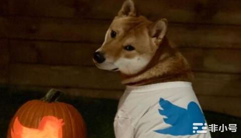 推特可能采用狗狗币吗?了解推特如何营利这样就会涨吗?