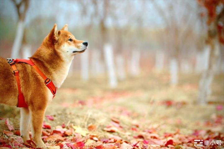 尽管 DeFi、NFT 交易量下降，SHIB能否保持冷静？  柴犬再次登上鲸鱼兴趣榜榜首//加威信J
