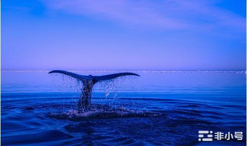 比特币鲸鱼积极增持而较小的持有者则剥离其持有的资产