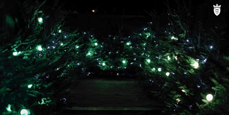 照亮泽西岛800棵回收圣诞树可能有助于创造世界纪录
