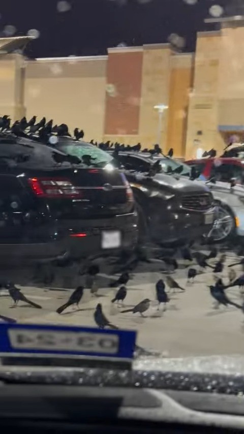 [斯科特]“德克萨斯州停车场被群鸟占领，宛如希区柯克电影场景”