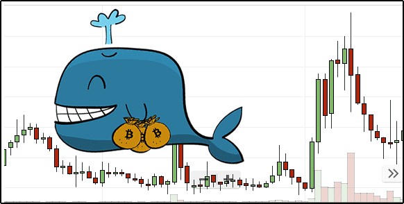 最近的激增智能鲸鱼驾驭加密货币