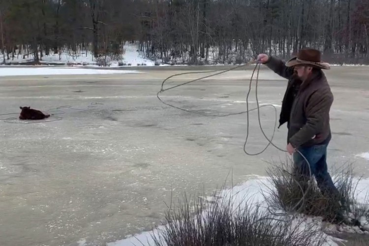 牛仔用套索从邻居结冰的池塘里救出小牛视频